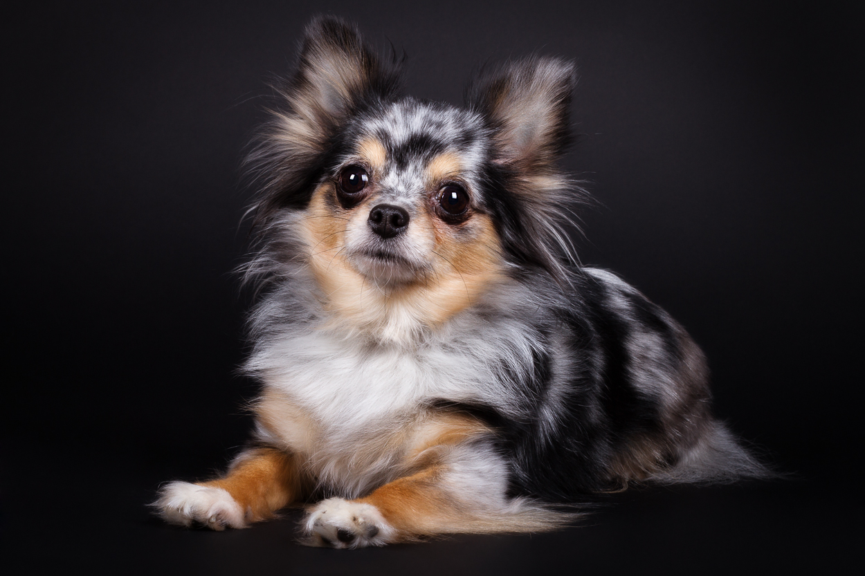 blue merle long hair chihuahua