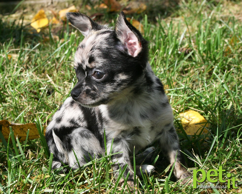 Blue Merle Long Coat Chihuahua - wide 1