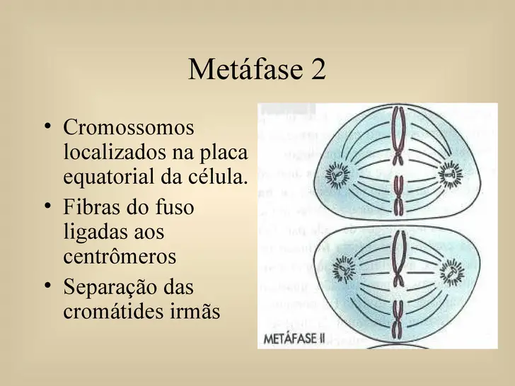 Metáfase 2