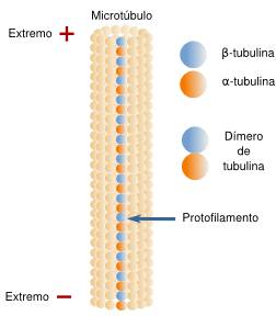 Microtúbulos 