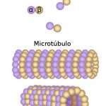 Microtúbulos