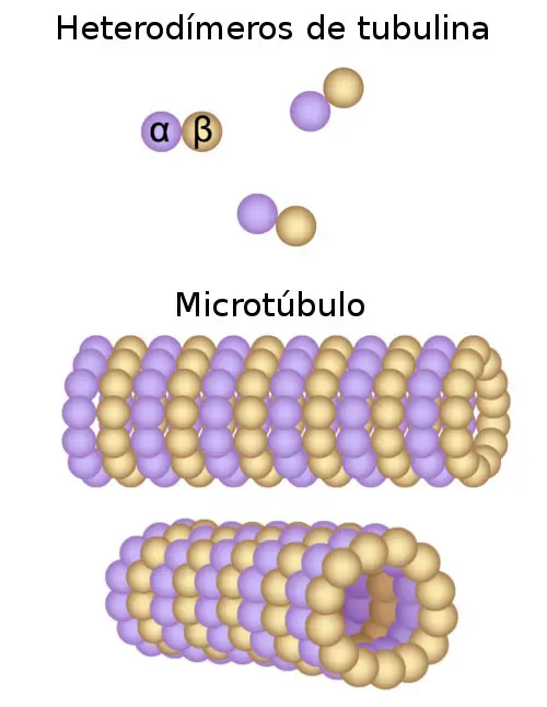 Microtúbulos 