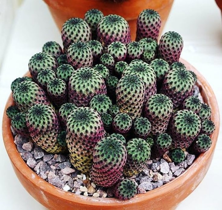 Mil Cores (Sulcorebutia rauschii)