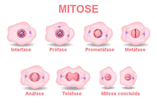 Mitose 