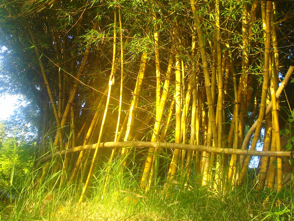 Moita de Bambu 
