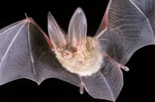 Morcego-de-Água Características