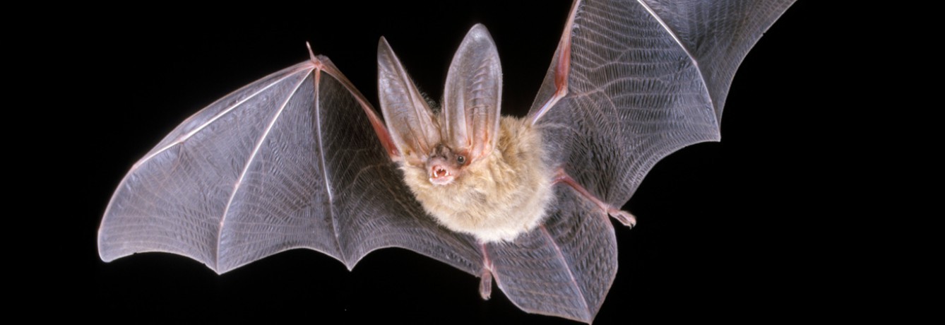 Morcego-de-Água Características