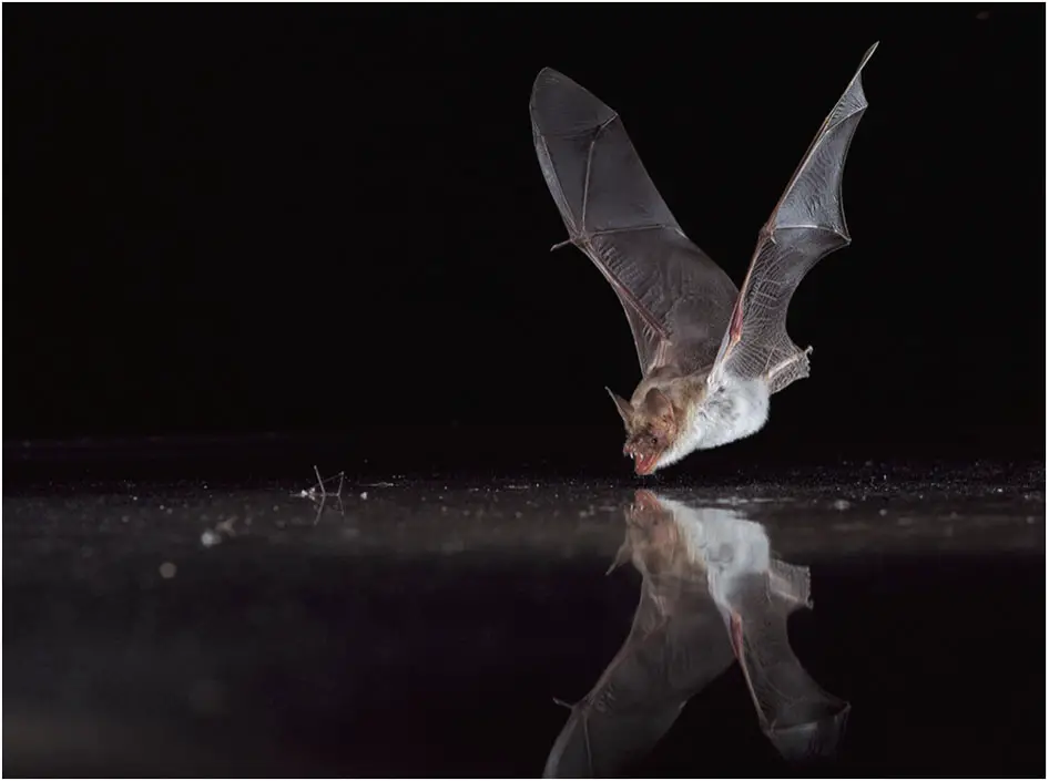 Morcego-de-Água Voando