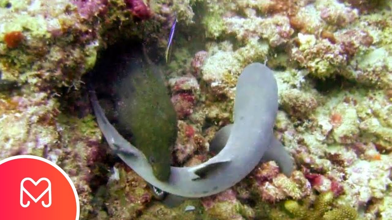 Moreia Gigante Atacando um Tubarão 