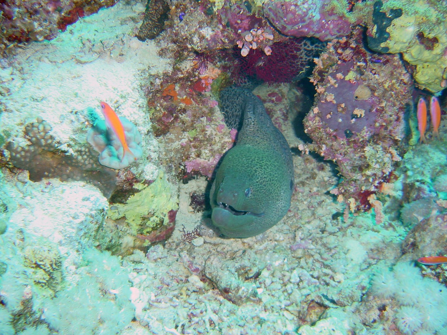 Moreia Gigante  no Buraco 