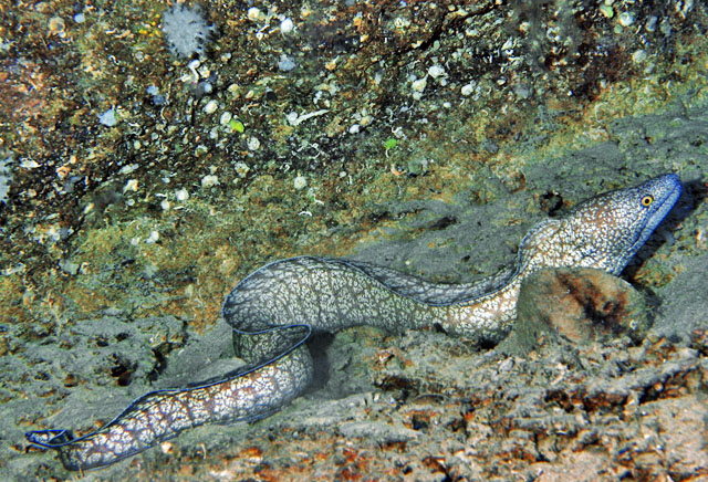 Moreia-Pintada-de-Natura Em Seu Habitat