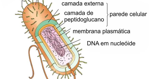 O que São Endosporos e Como São Formados?