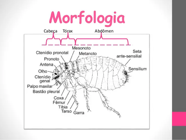 Morfologia Das Pulgas
