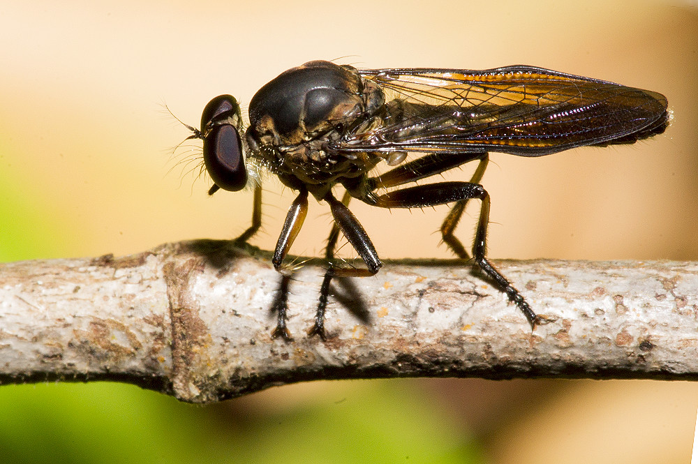 Mosca-Caçadora Características Físicas