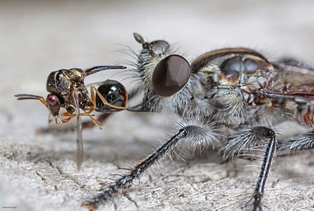 Mosca-Caçadora Comportamento e Alimentação