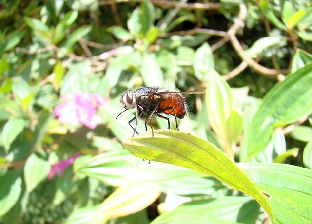 Mosca-Caçadora em Planta