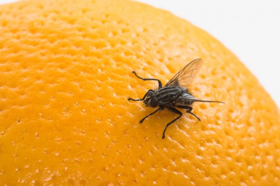 Mosca Em Cima da Laranja 