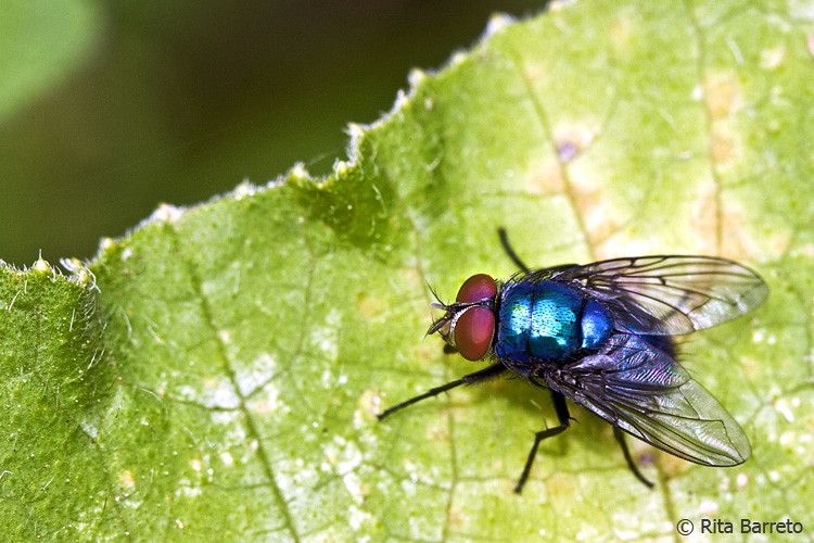 Mosca Varejeira Azul na Planta