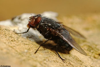 Mosca da Carne: Caracteristicas, Como Evitar, Habitat e Fotos