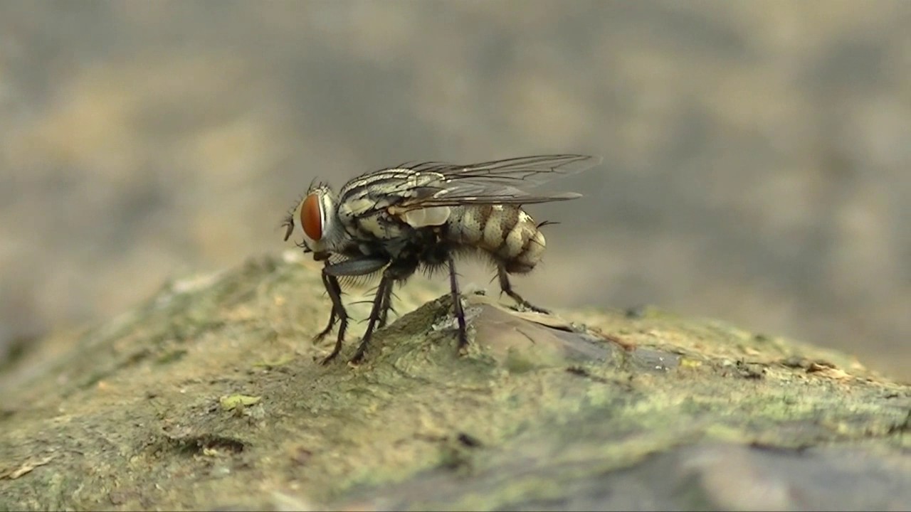 Mosca da Carne Em Cima da Pedra 