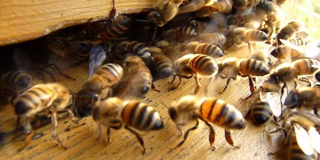 Mosca de Enxame Amarela