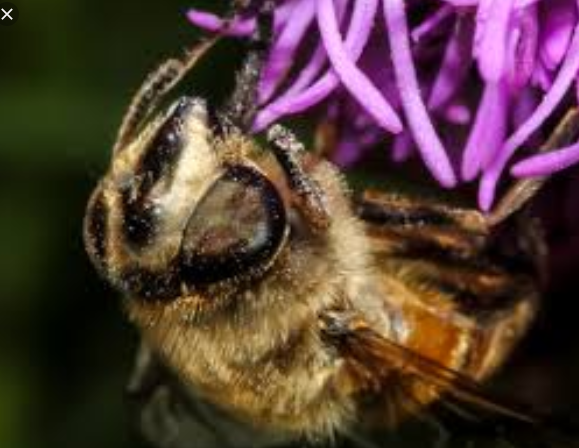 Mosca de Enxame Fotografado de Perto