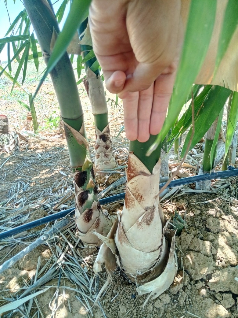 Muda de Bambu Taquara 