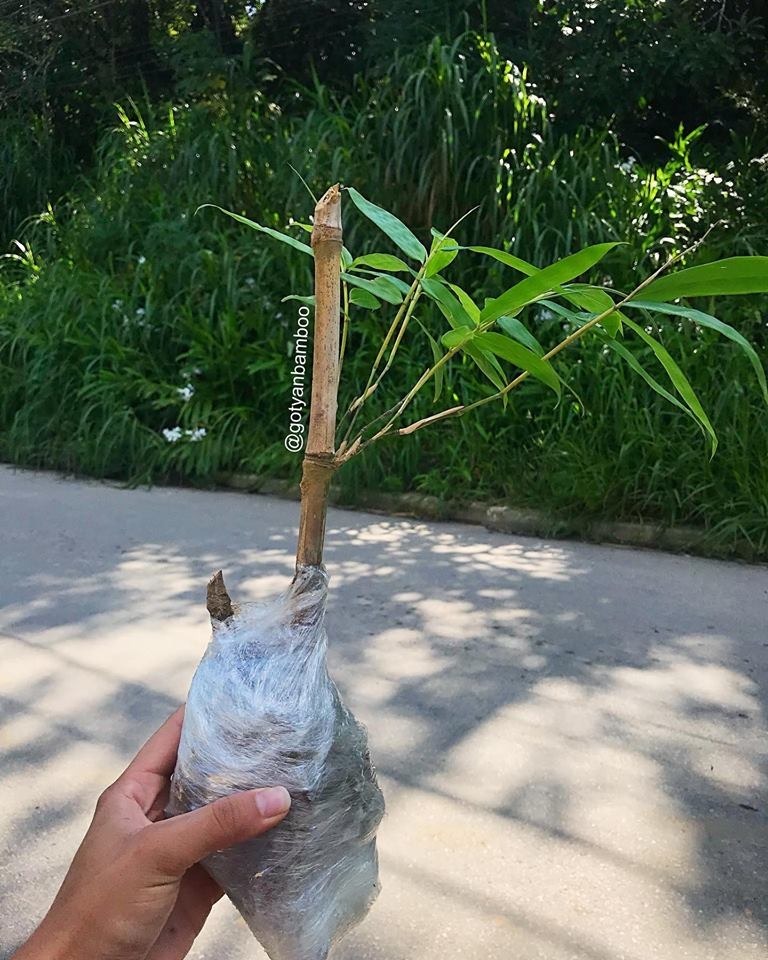 Muda de Bambu