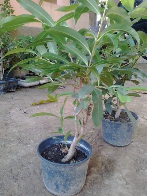 Muda de Jamelão