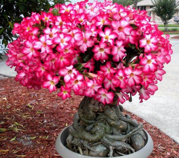 Muda de Rosa do Deserto Cor de Rosa