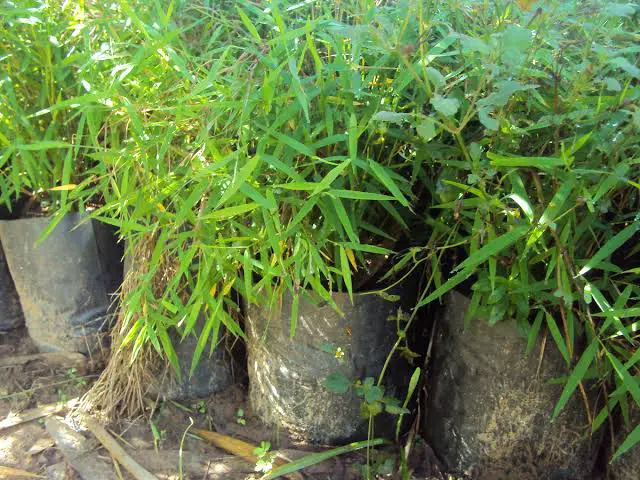 Mudas de Bambu