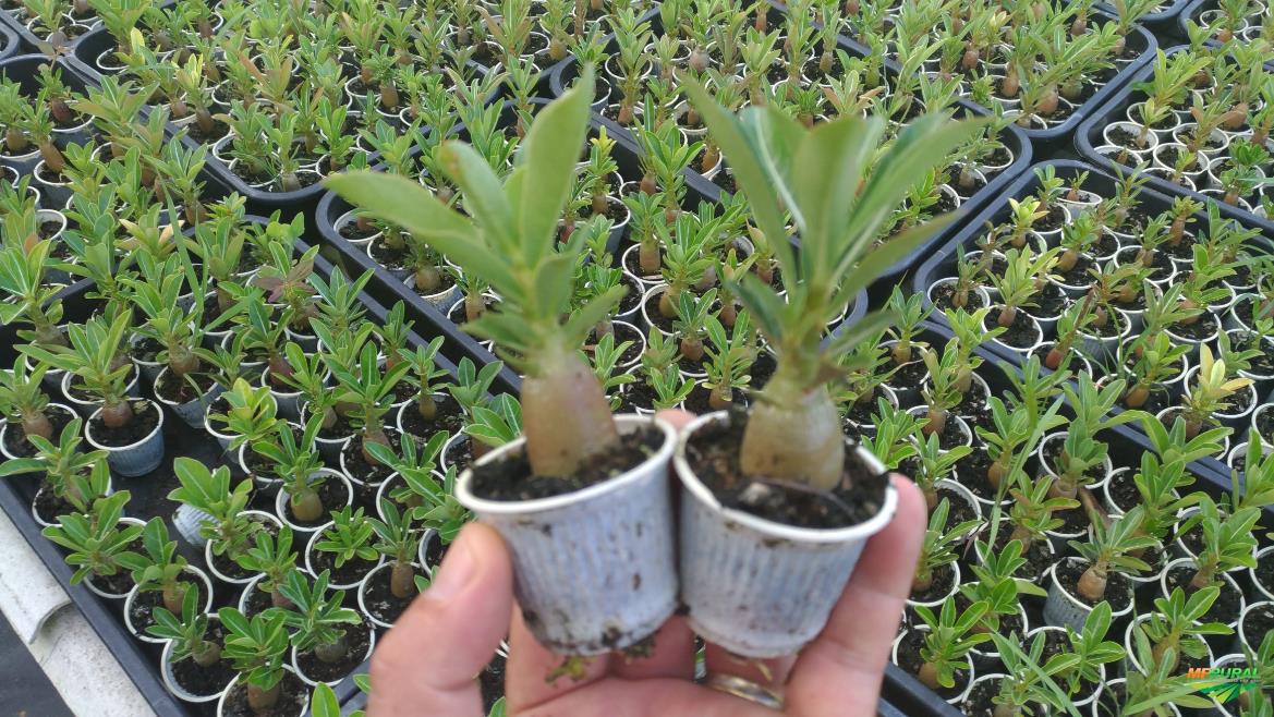 Mudas de Rosa do Deserto