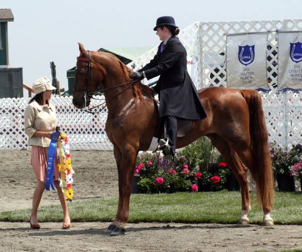 Mulher em Cima de um American Saddlebred 