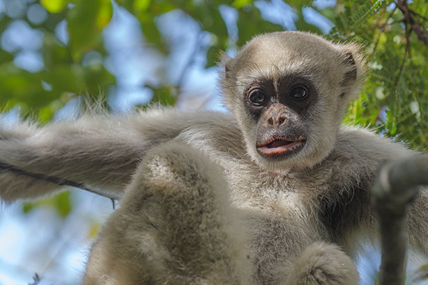 Muriqui do Norte: Características, Nome Científico, Habitat e Fotos