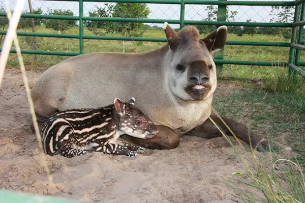Mãe Anta Com seu Filhote 