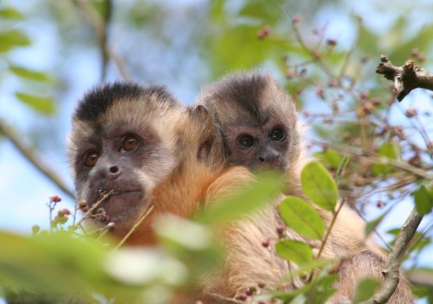 Mãe com Filhote de Macaco Prego de Cara Branca