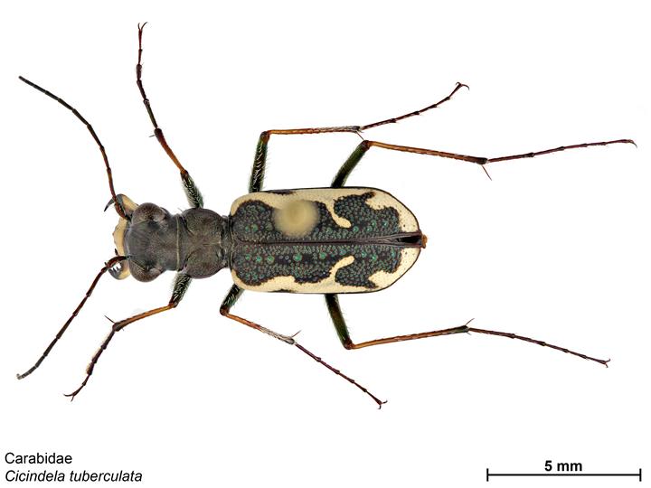 Neocicindela Rivalier