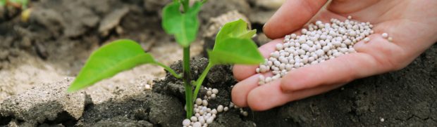 Nutrindo a Planta