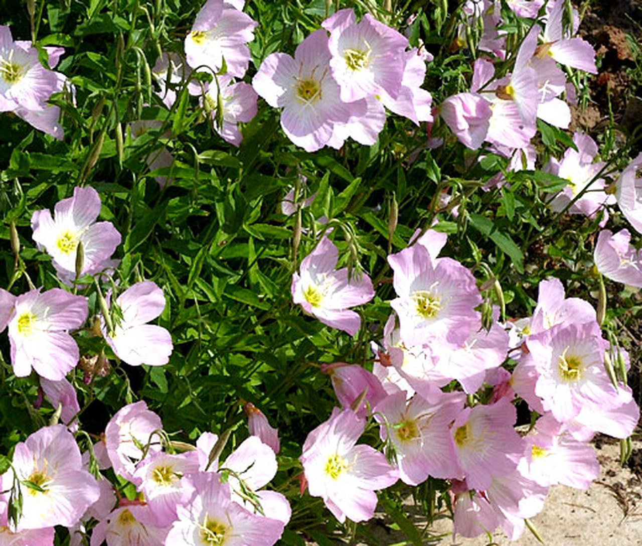 Oenothera