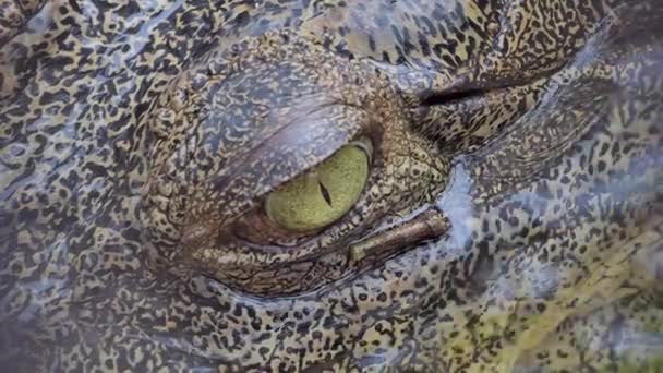 Olhar do Crocodilo de Agua Salgada Caçador 
