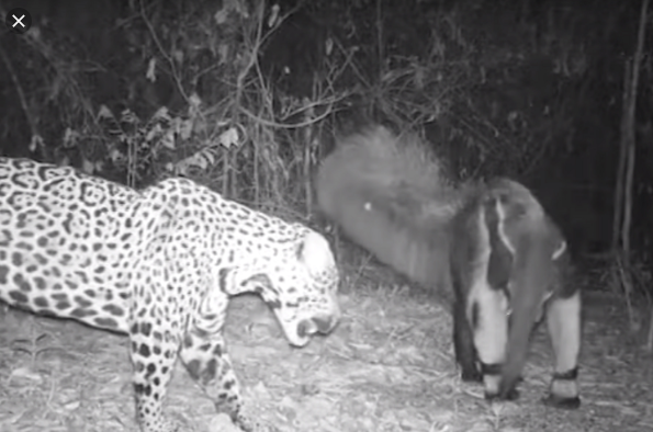 Onça Caçando um Tamanduá 