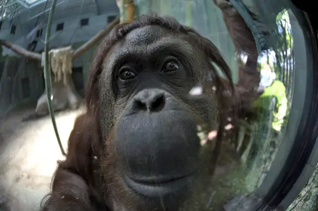 Orangotango Acinzentado-escuro