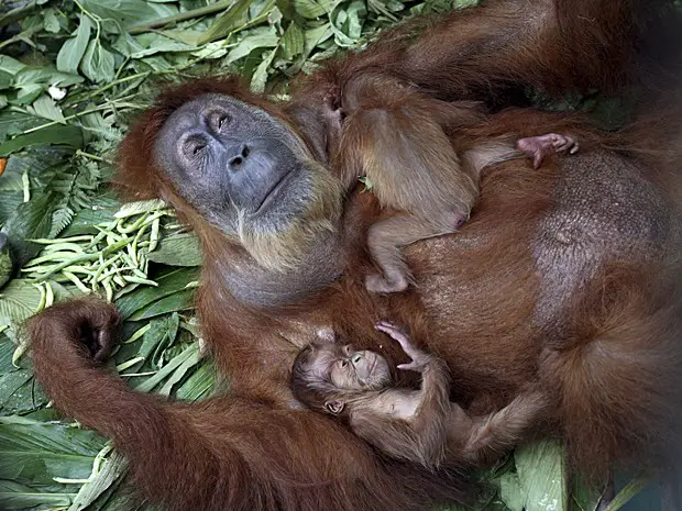 Orangotango Mãe e Seus Filhotes
