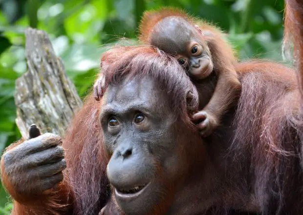 Orangotango Mãe o recém filhote