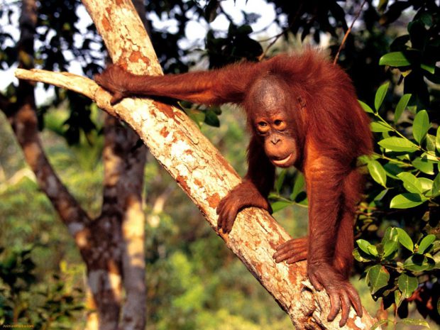 Orangotango Preto-avermelhado