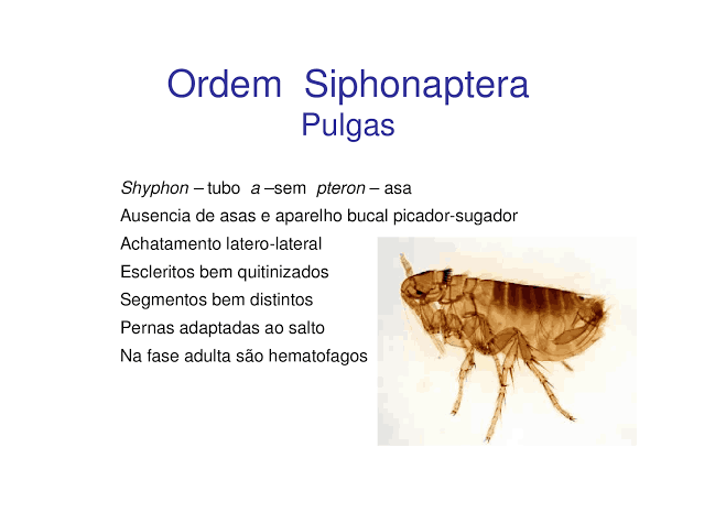 Ordem Siphonaptera - Pulgas 