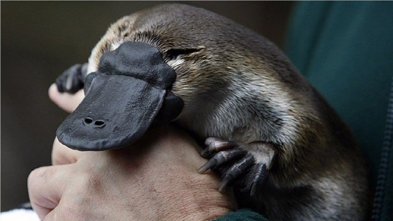 História do Ornitorrinco, Evolução e Origem do Animal