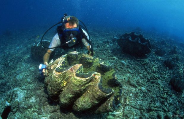 Ostra Gigante no Fundo do Mar 