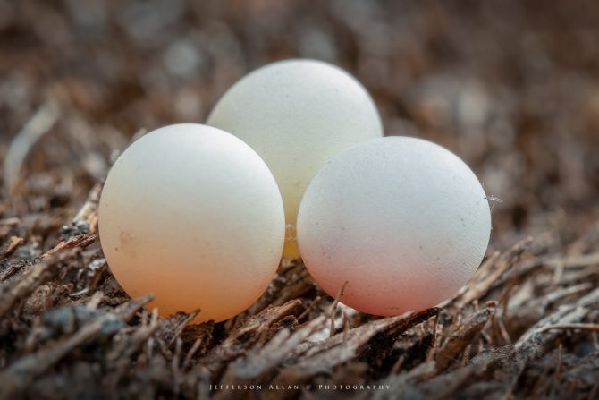 Ovos de Lagartixas 