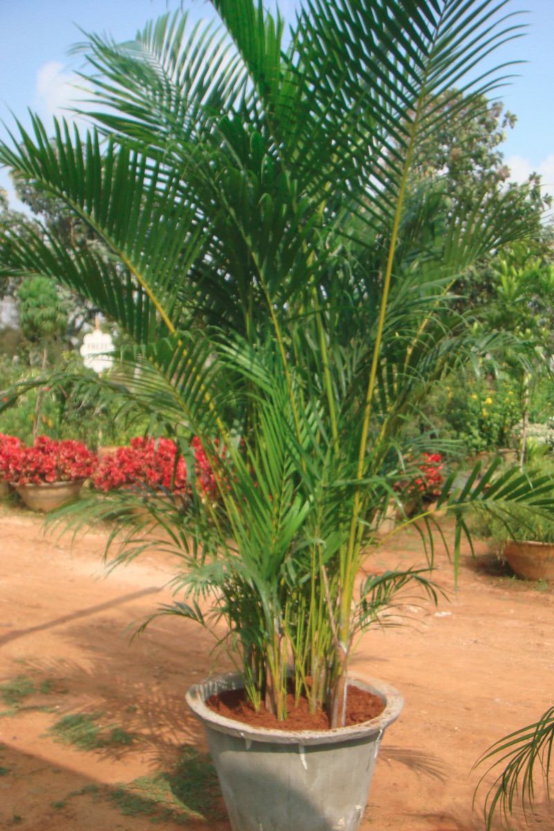 Palmeira de Bambu